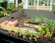 De små planter kan udplantes i maj