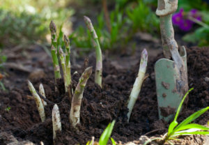 Voksende asparges plantet i jorden