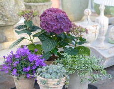 Flot komposition af planter