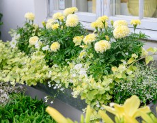 Helichrysum Petiolare "Limelight"