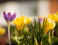 Krokus i huset