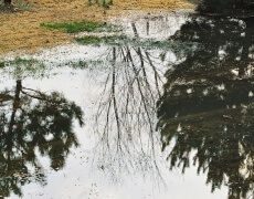 Vandpyt på græsplænen