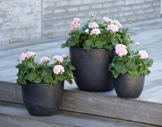 Dronning Ingrid pelargonier