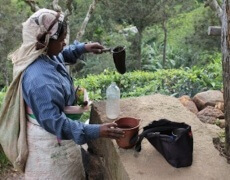 Teplukkere i Sri Lanka