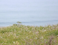 Servitutter om udsigt