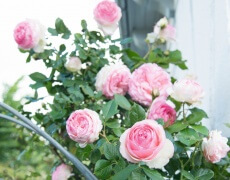 Slyngroser Eden Rose