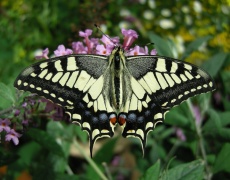 Svalehale sommerfugl