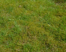 Kunstgræs i stedet for mos