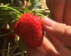 pluk-selv jordbær
