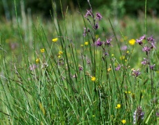 de vilde blomsters dag