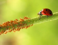 Bladlus og mariehøne