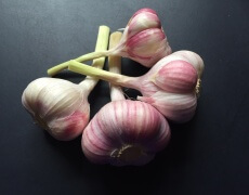 Hvidløg