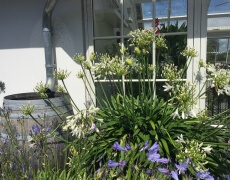 Agapanthus blomstrer i august