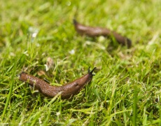 Snegle, Dræbersnegle, Sneglelsuger, Sneglesluker, Sneglesuger, Sneglestøvsuger, Have, Havearbejde