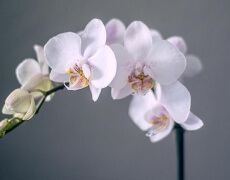 Phalaenopsis orkide