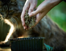 Såning af blomsterfrø