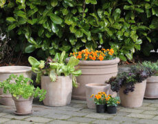 Køkkenhave i krukker