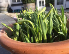 Påskeliljer i krukker