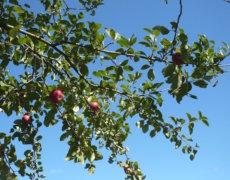 Beskæring af æbletræer