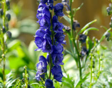 Venusvogn / Stormhat