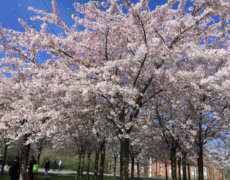 Sakura Festival på Langelinie