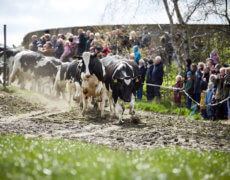 Øko-køer på græs