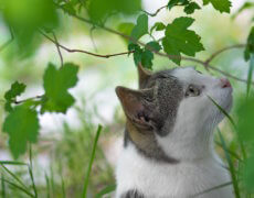 Kom af med naboens kat
