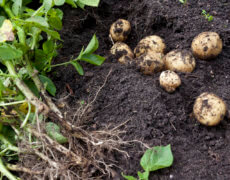 Hjemmedyrkede kartofler