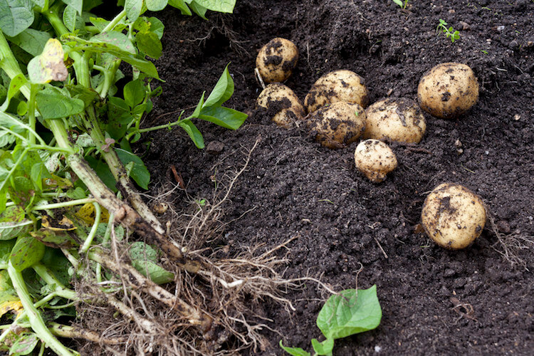 Hjemmedyrkede kartofler