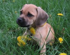 Hunde der laver gule pletter i græsplænen