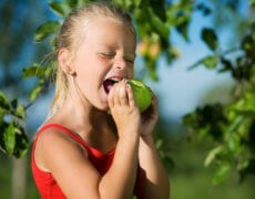 Frugttræer og - buske