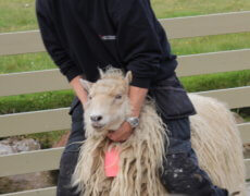 Fåreklipper i aktion