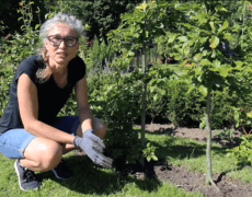 Jordforbedring til bøgehæk