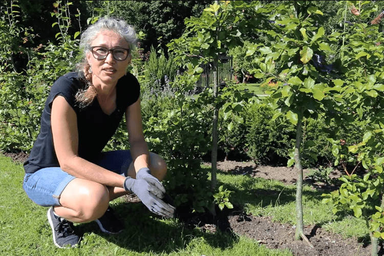 Jordforbedring til bøgehæk