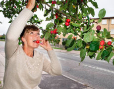 Må andre plukke dine bær?