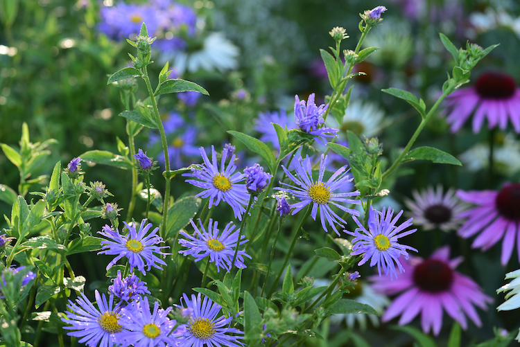 Asters