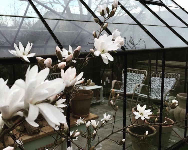 Tidlig blomstring i drivhuset der har været isoleret over vinteren