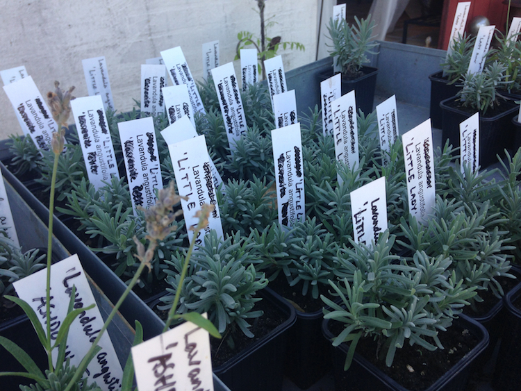 Små augustiflora lavendler