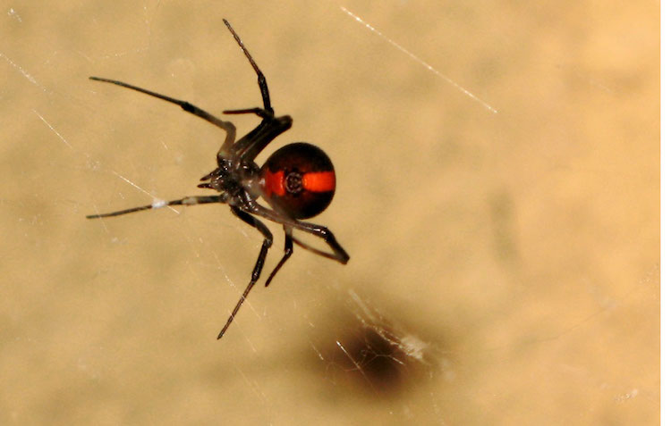 Den røde enke er en af de mest farlige edderkopper i verden