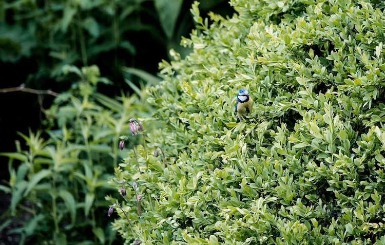Buksbom tiltrækker vilde dyr i haven