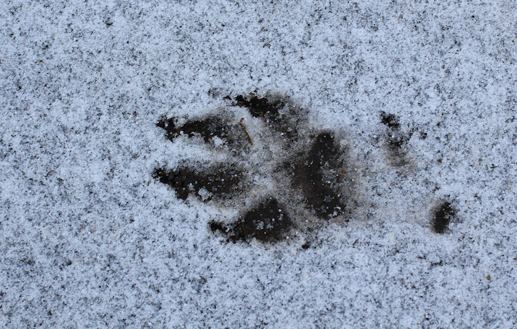 Meget vilde dyr i haven