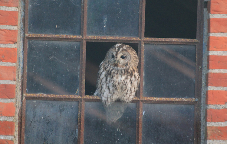 Ugler har det svært