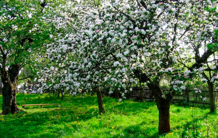 Blomstrende frugttræer sikrer frugthøst