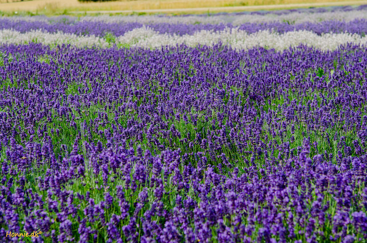 Lavendler