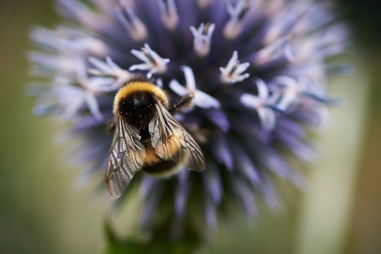 Bi der hugger sig i en kugletidsel