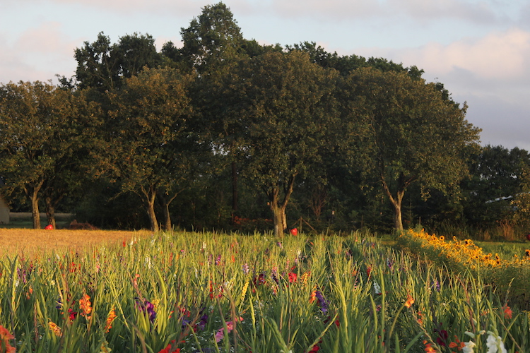 Have med kønne staudebede