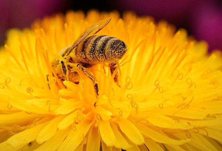 Bi der dykker ned i mælkebøtte