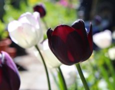 Læg de rigtige blomsterløg