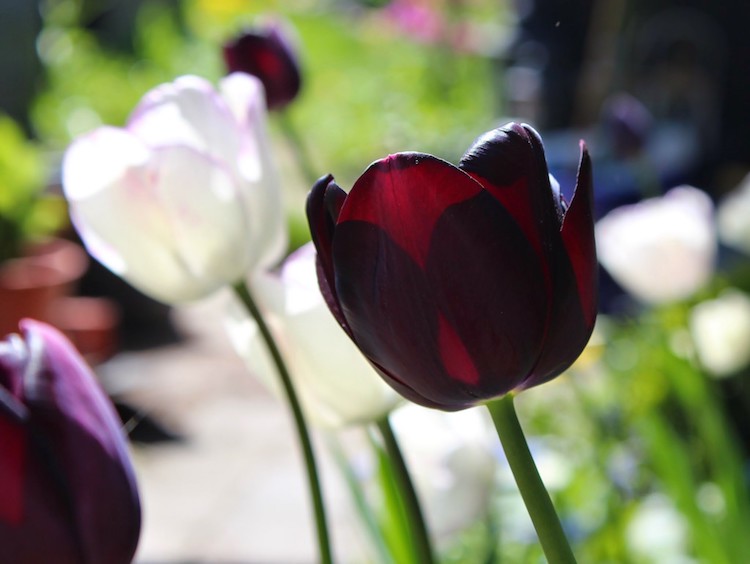 Læg de rigtige blomsterløg