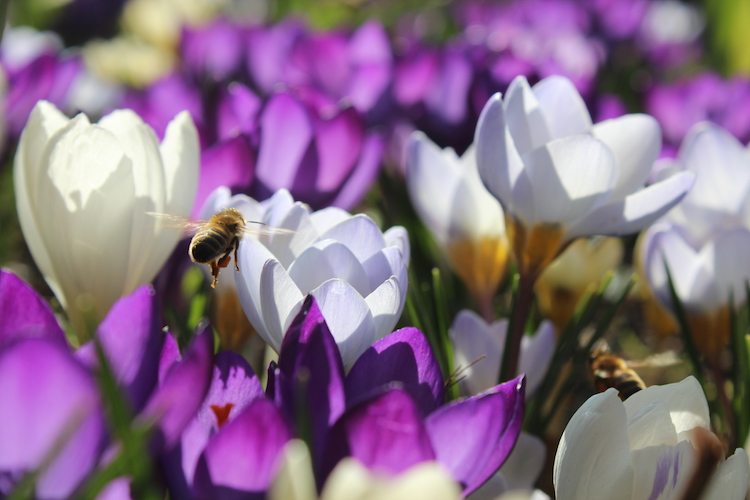 Krokus med bier i